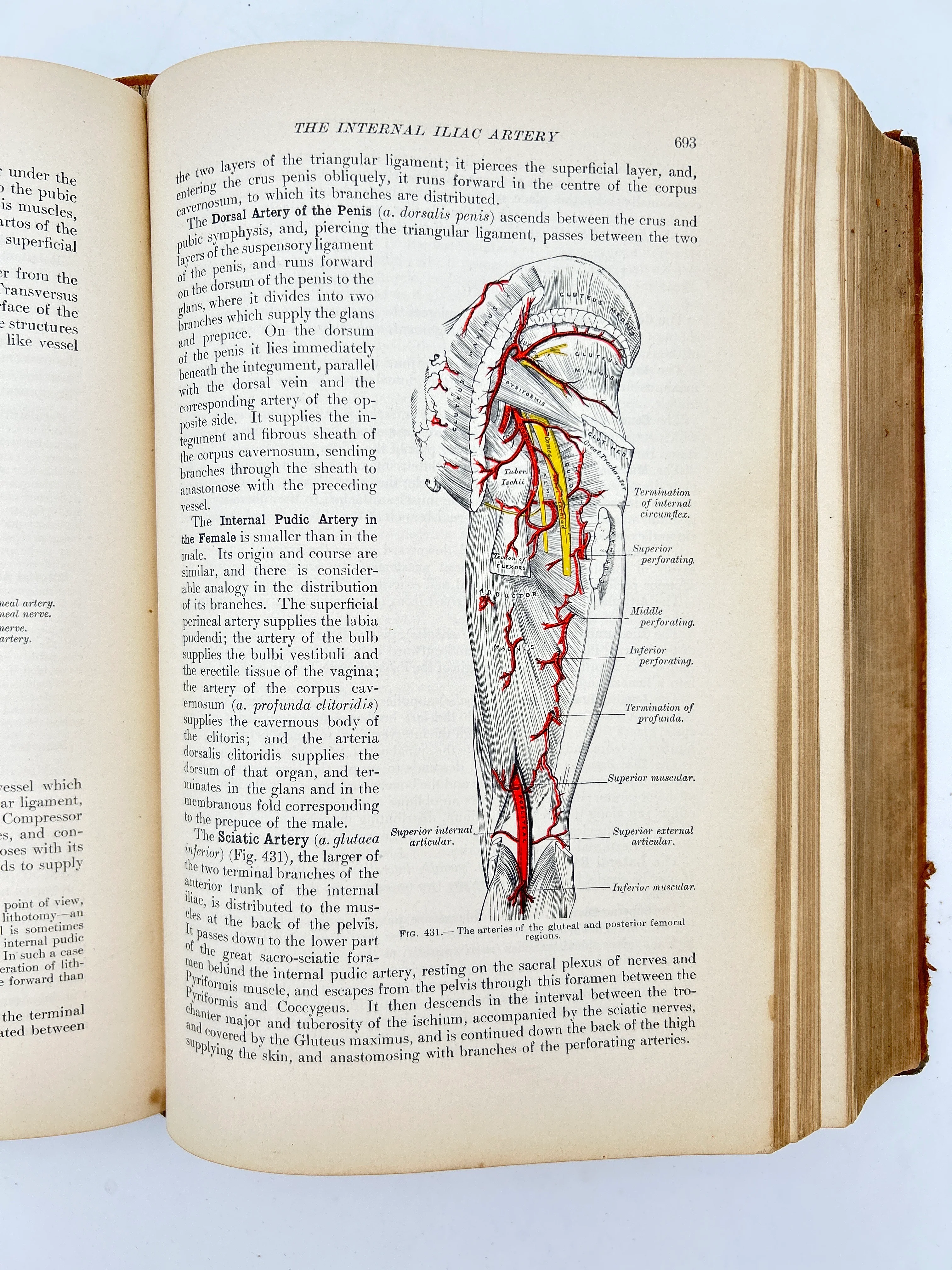 Gray's Anatomy - Image 3