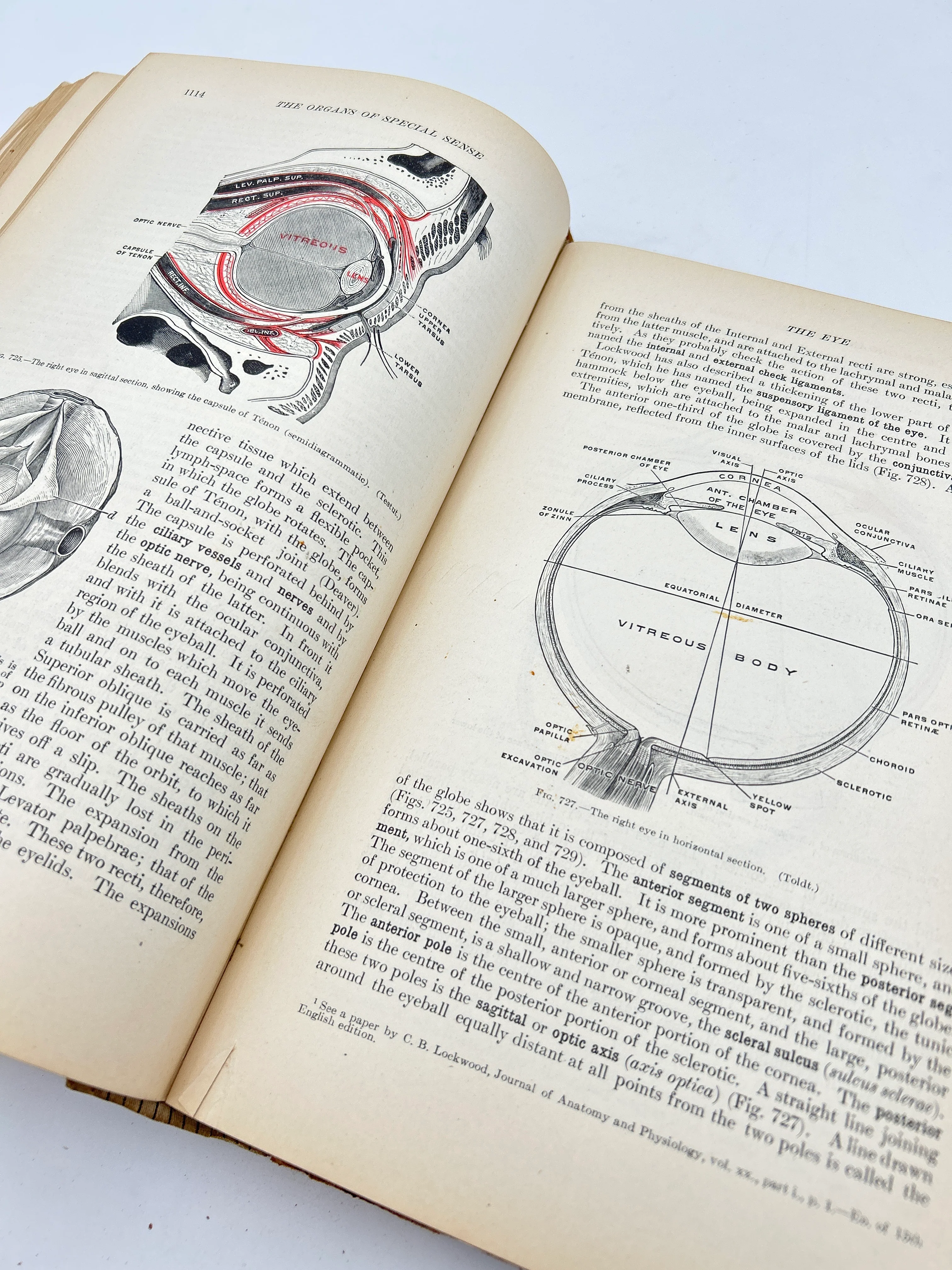 Gray's Anatomy - Image 4