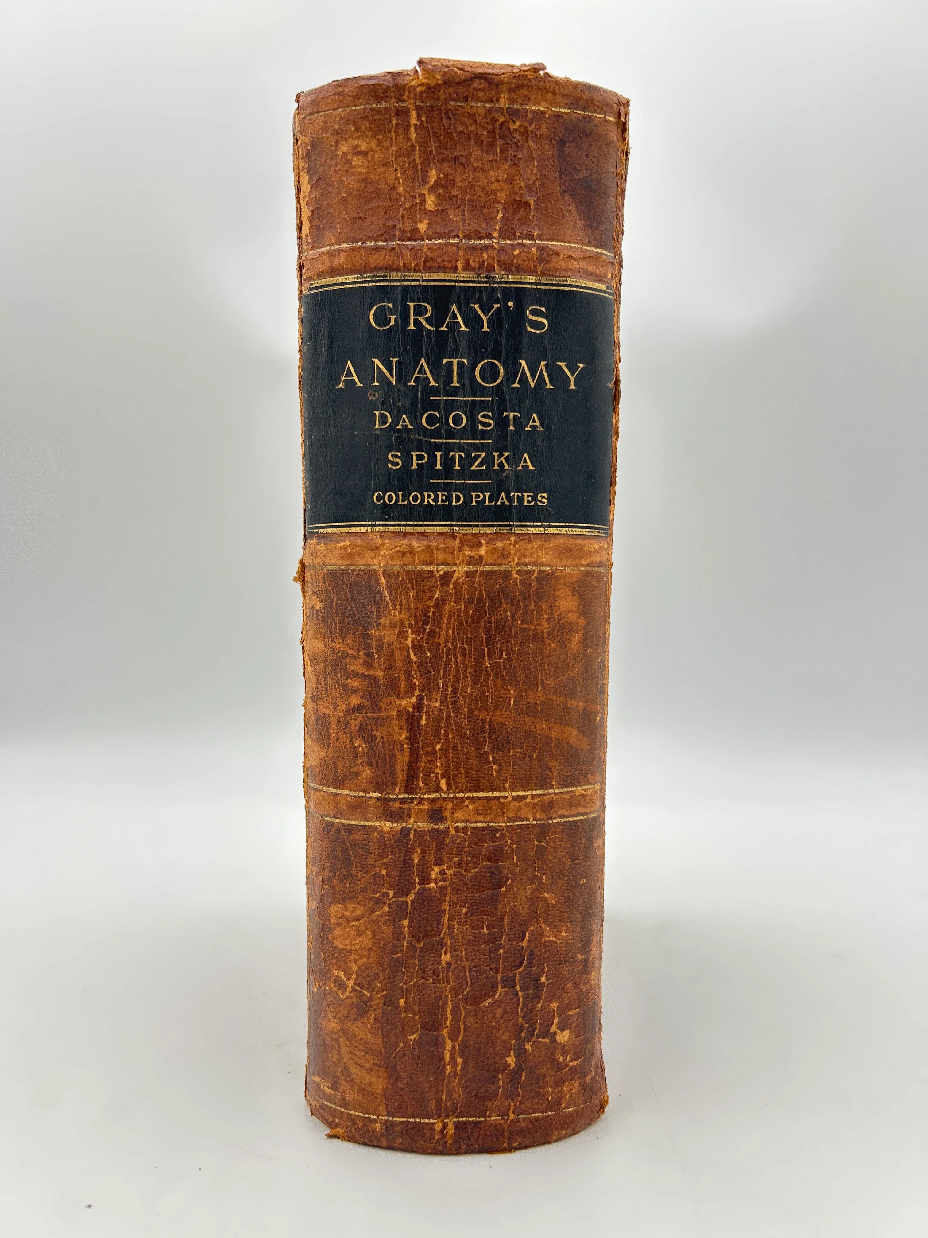Gray's Anatomy - Image 6