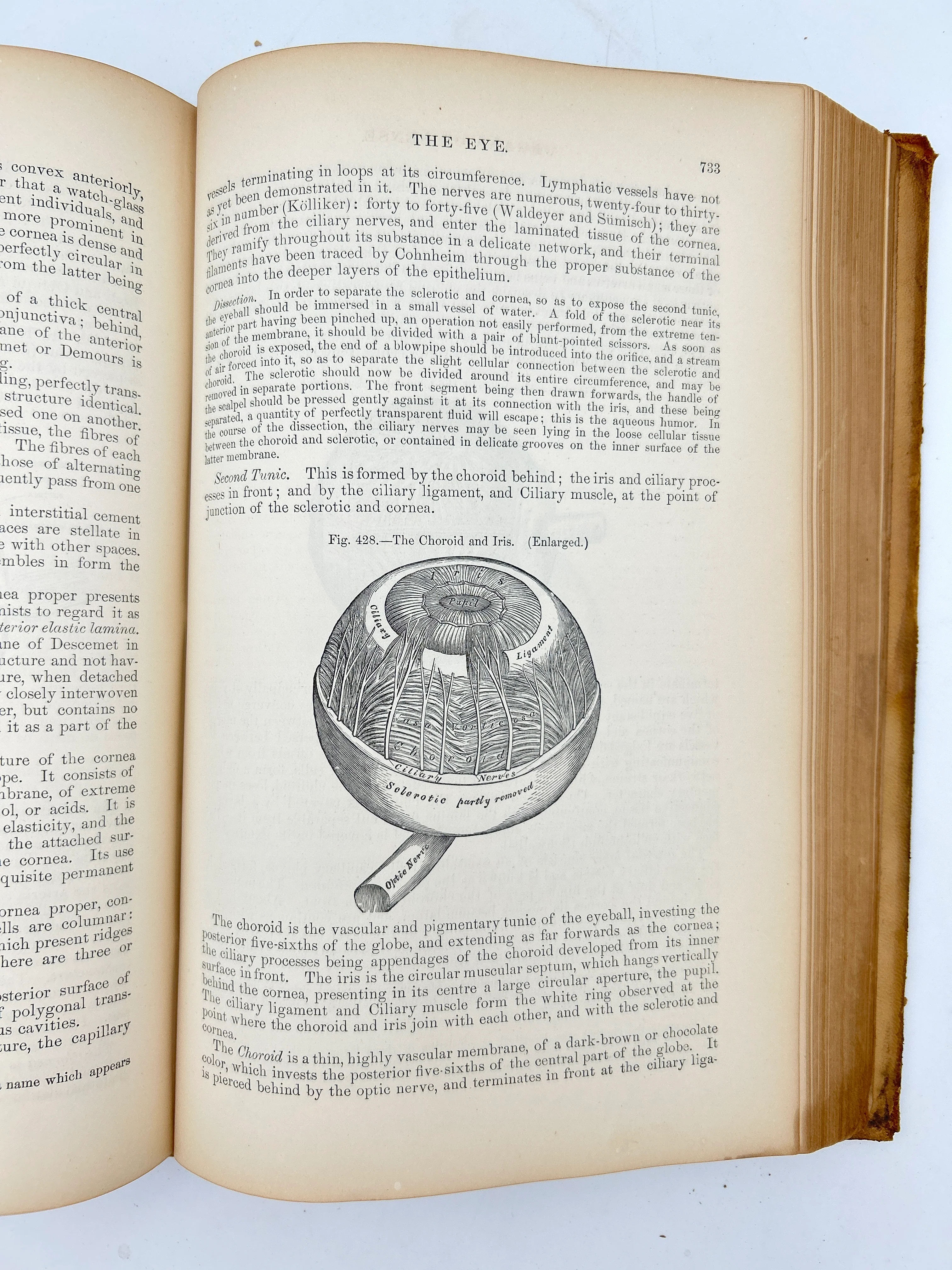 Gray's Anatomy Descriptive and Surgical - Image 4