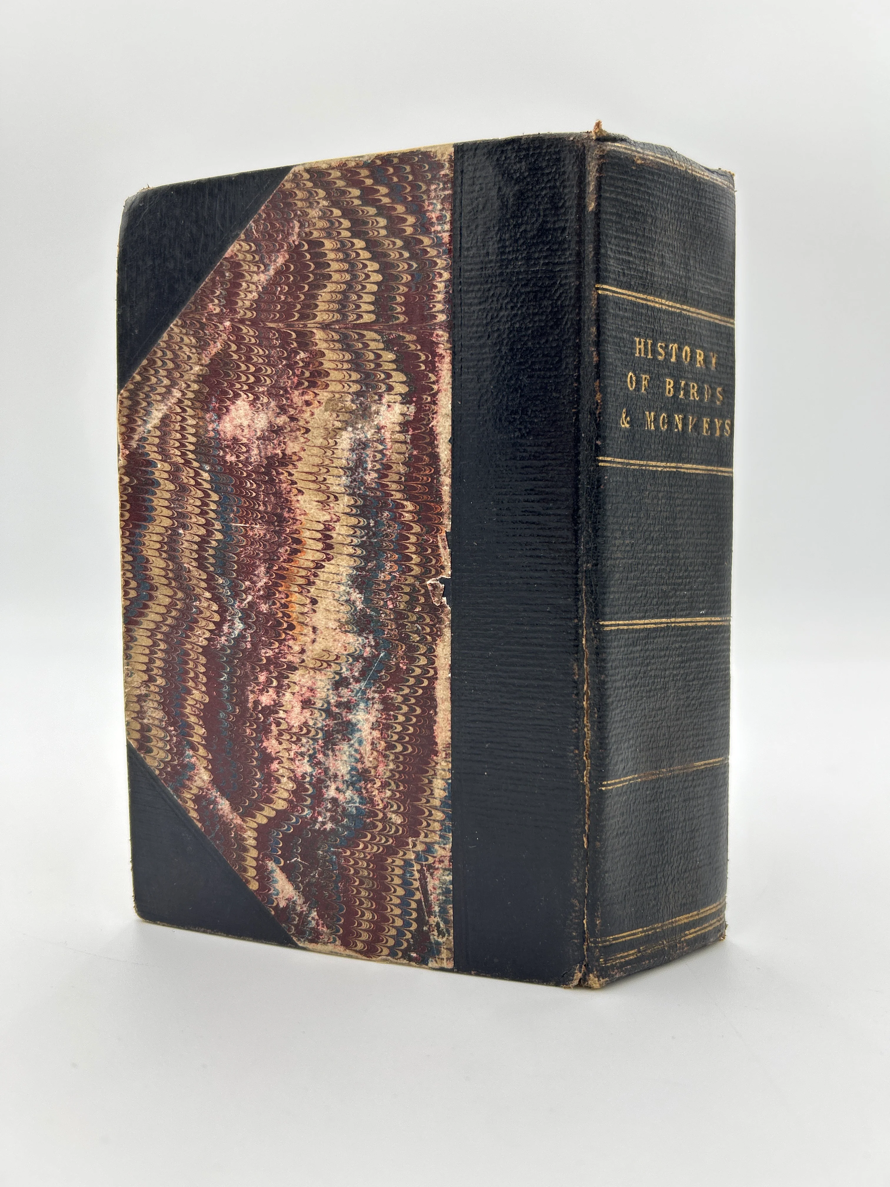 History of Birds and Monkeys - Image 2