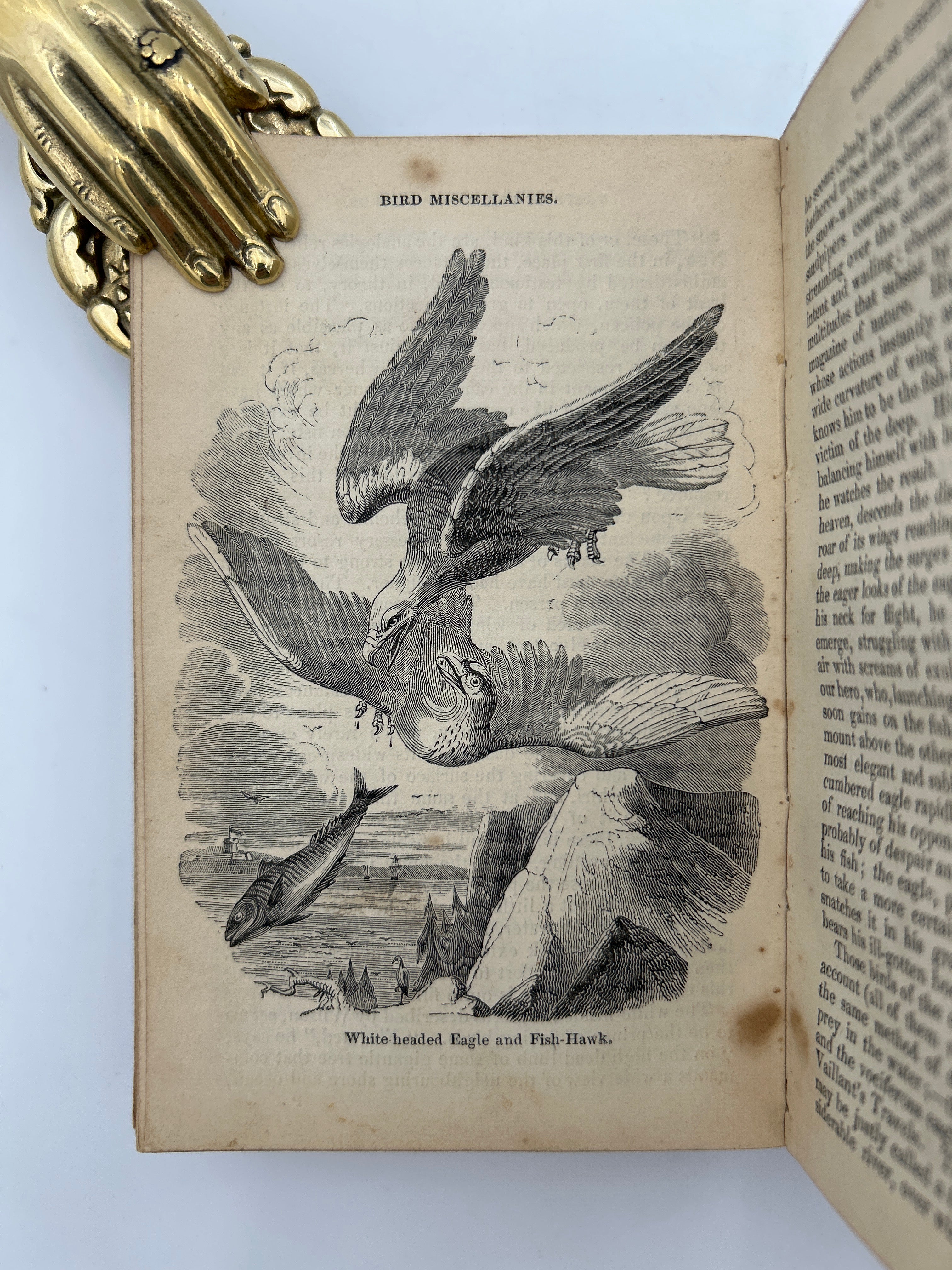 History of Birds and Monkeys - Image 5