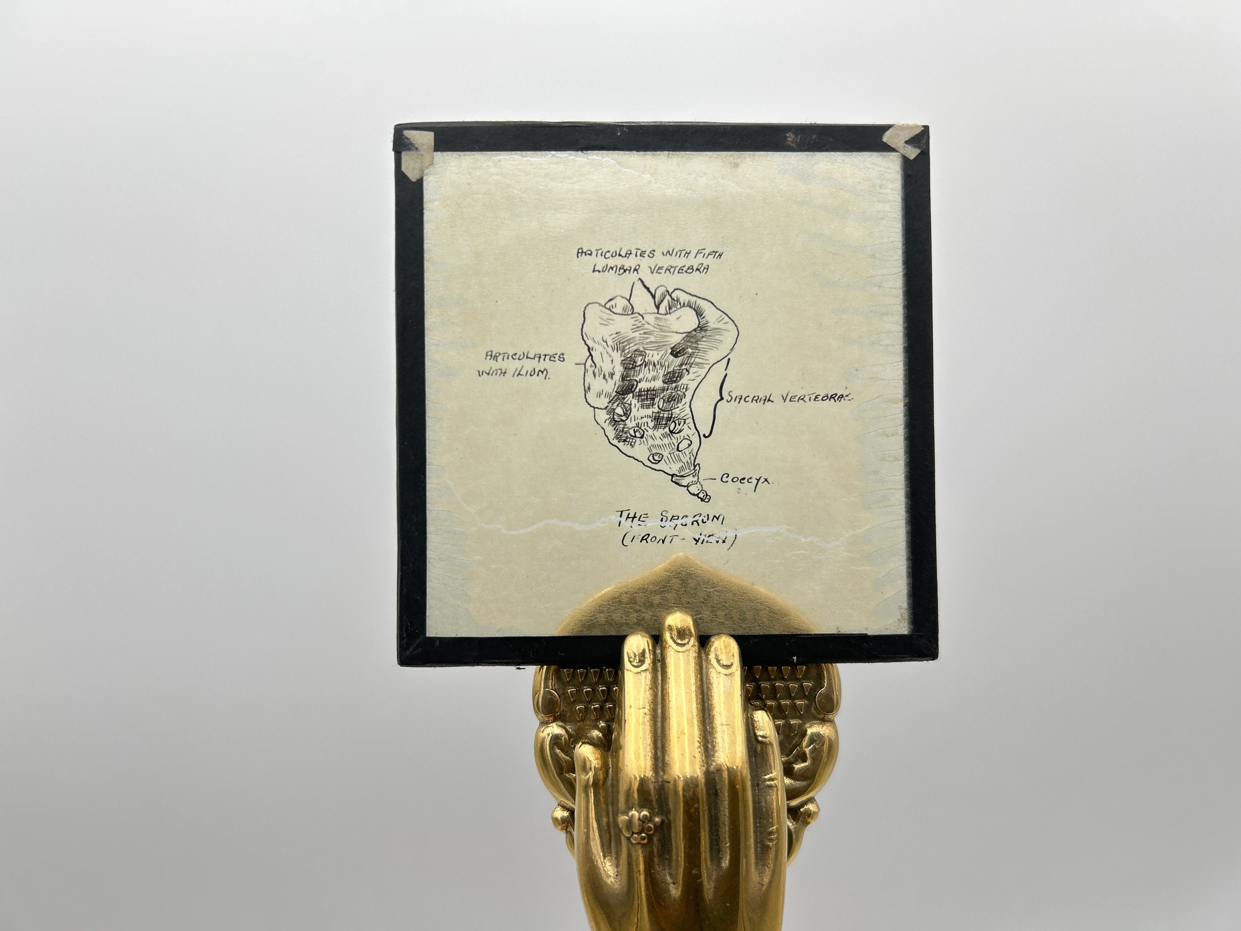 Human Anatomy Magic Lantern Lecture Slides - Image 4
