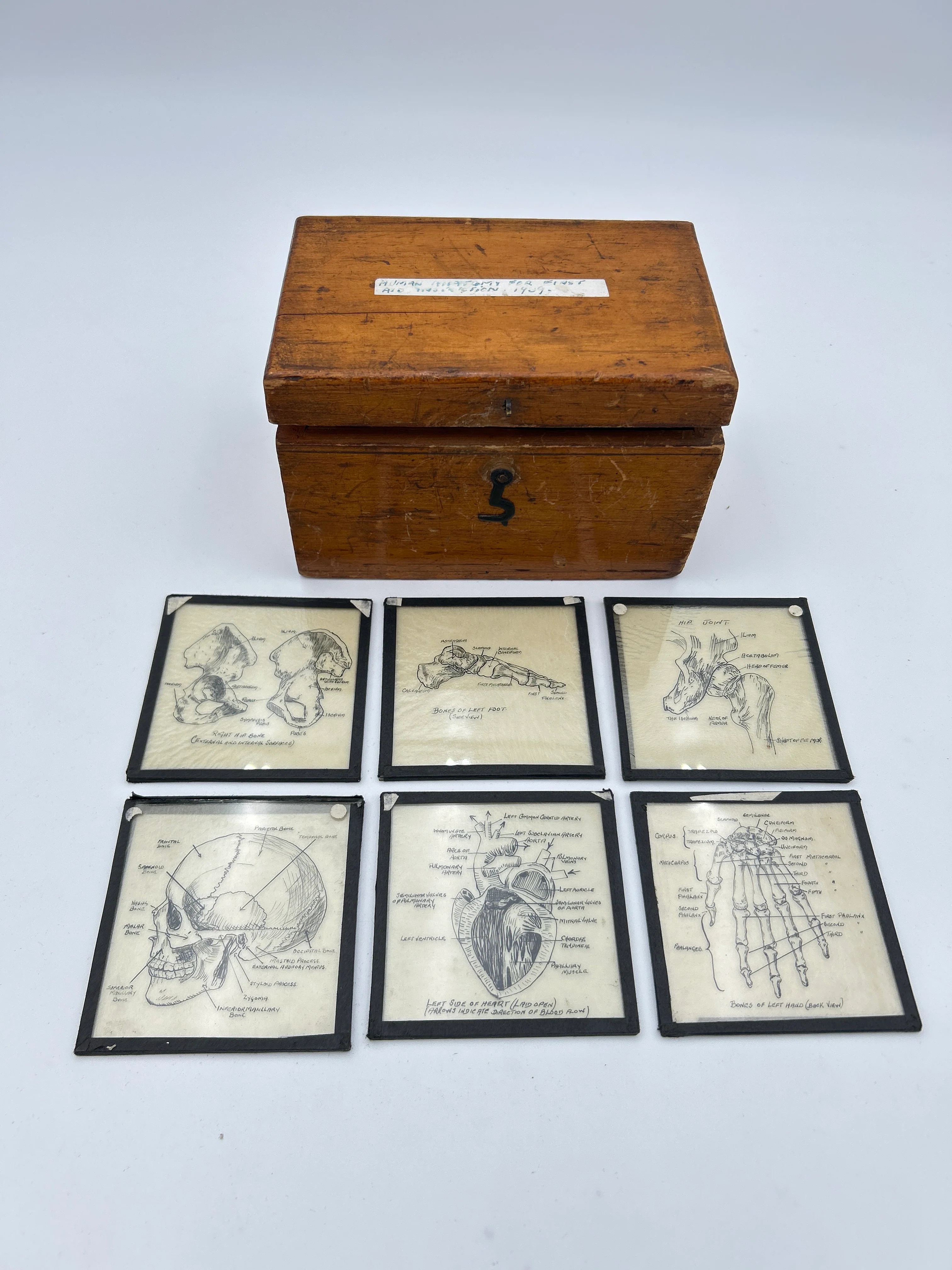 Human Anatomy Magic Lantern Lecture Slides - Image 7
