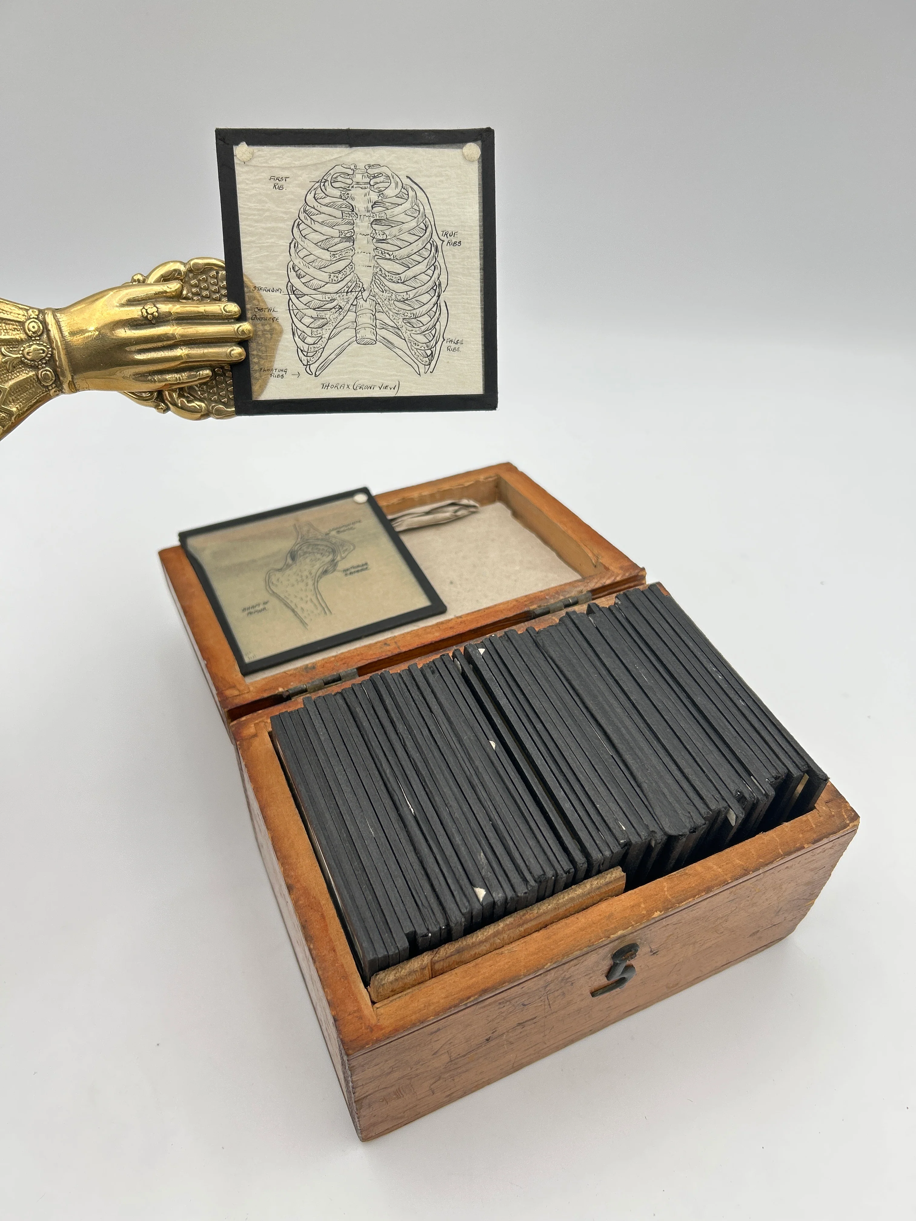 Human Anatomy Magic Lantern Lecture Slides - Image 8