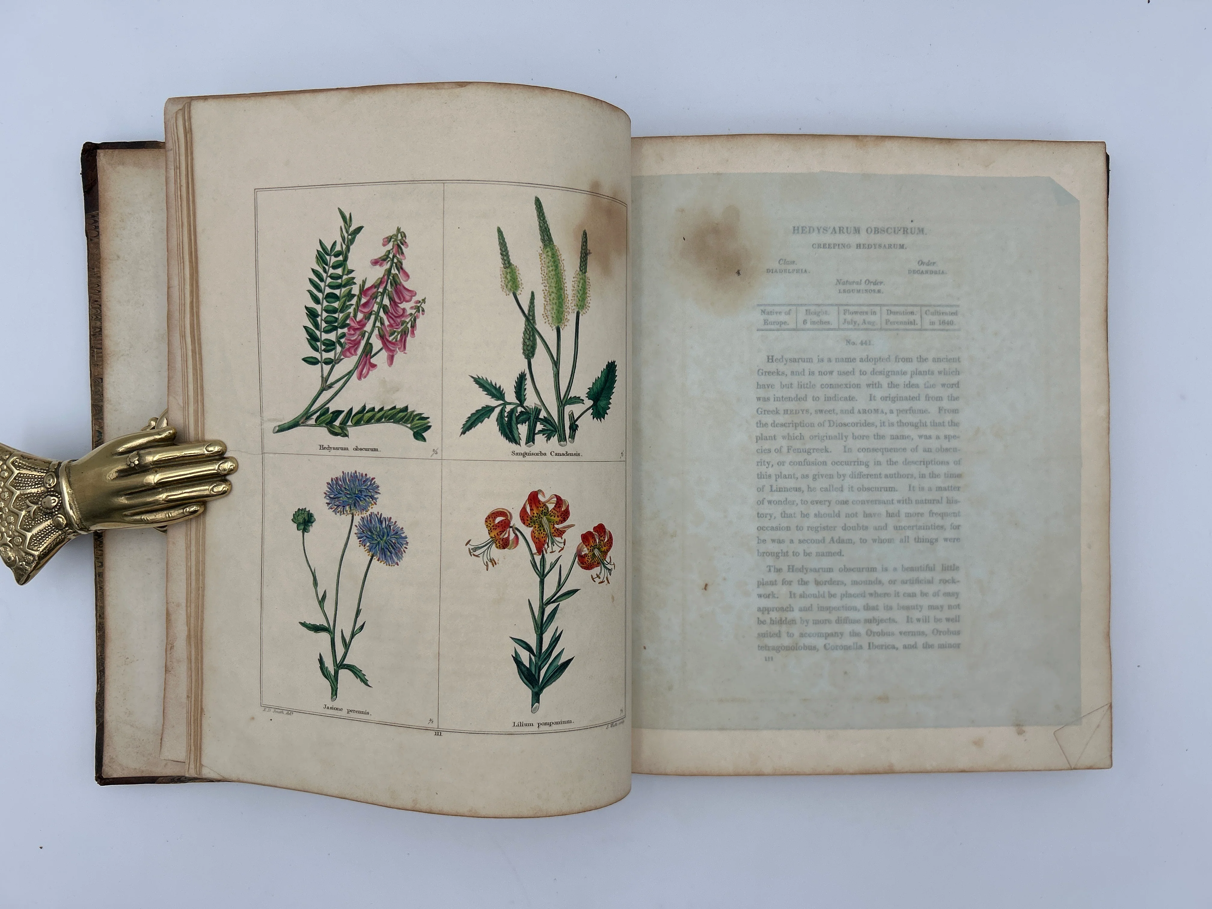 The Botanic Garden in Three Volumes - Image 11