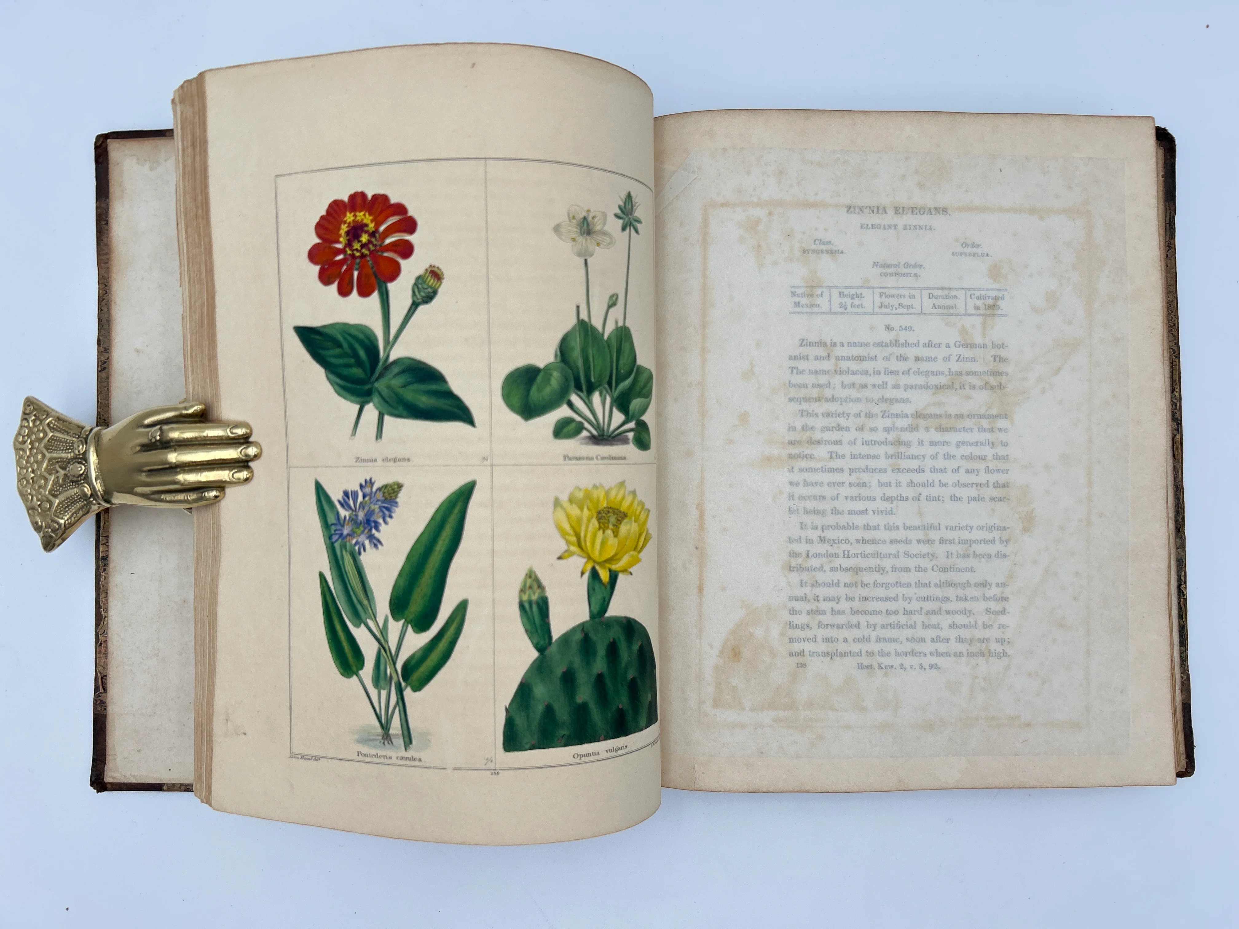 The Botanic Garden in Three Volumes - Image 15