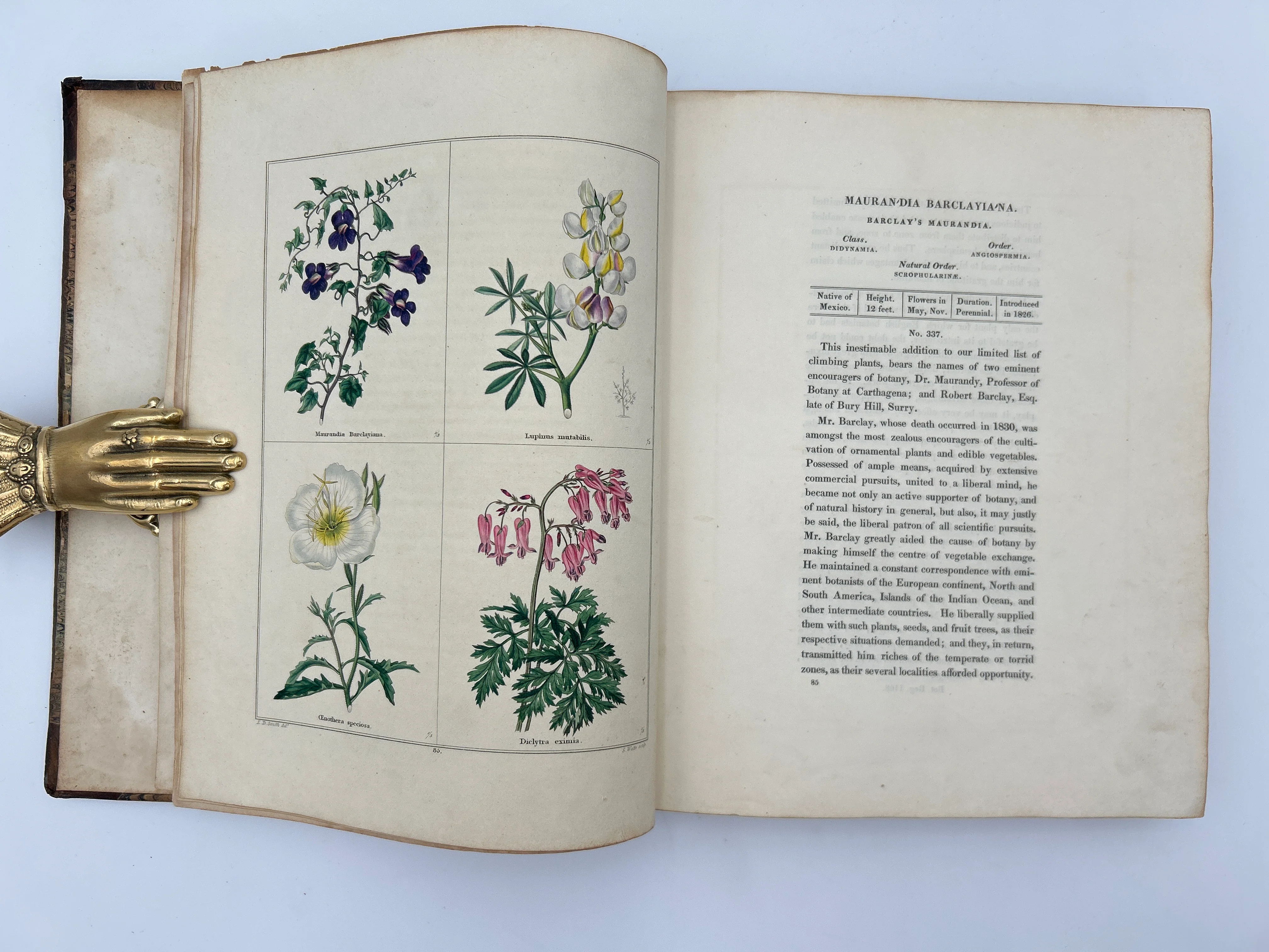 The Botanic Garden in Three Volumes - Image 7